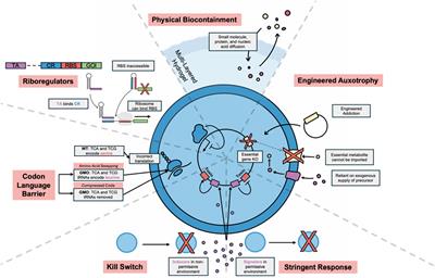 Engineering bacterial theranostics: from logic gates to in vivo applications